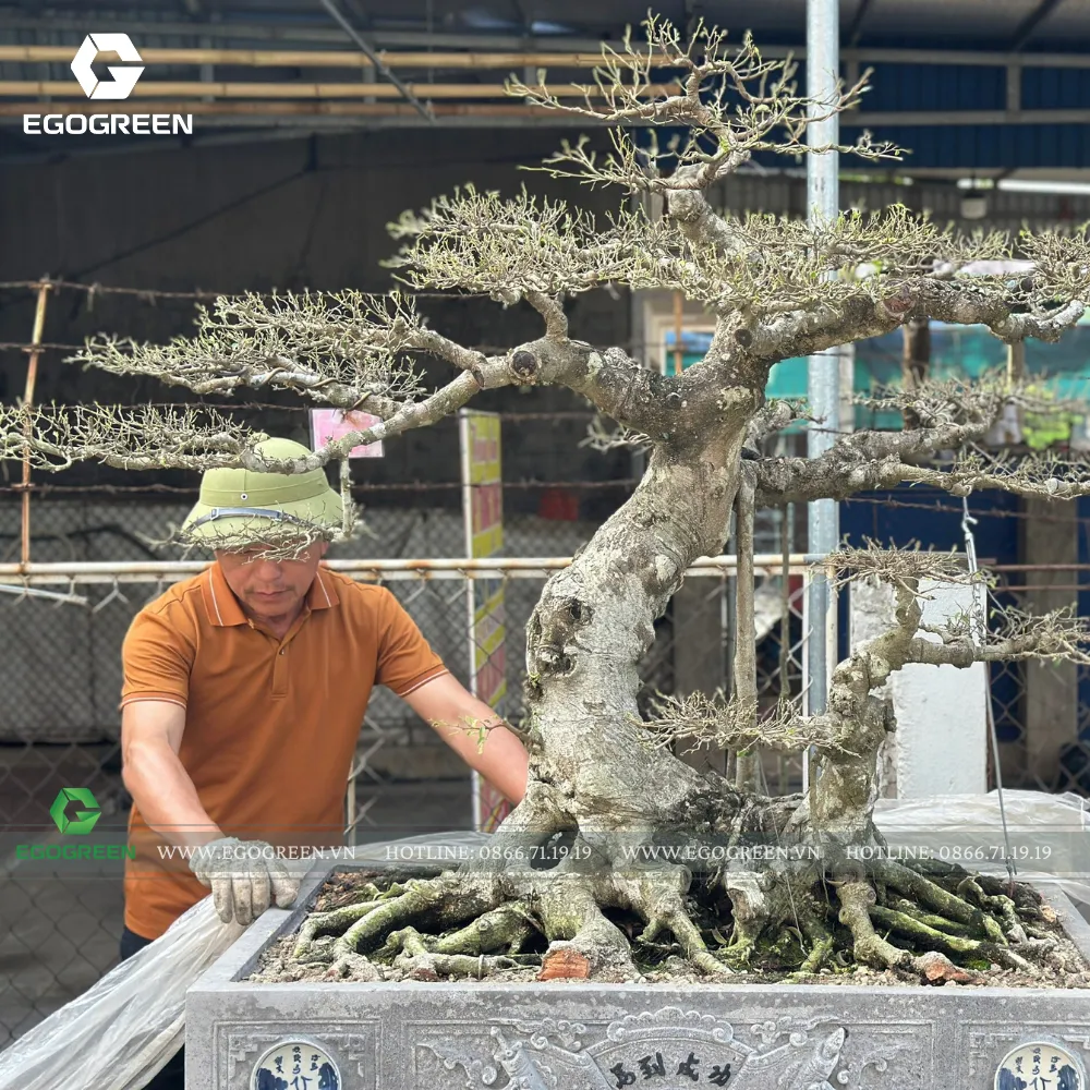 Cần kiểm tra sâu bệnh định kỳ để sớm phát hiện bệnh, chăm sóc cho cây.